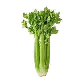 Celery