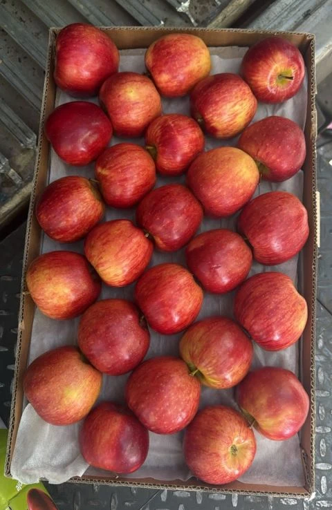 Fresh Farm Produce Packing