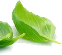 Leaf
